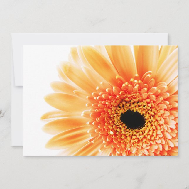 Gerbera (Framsida)