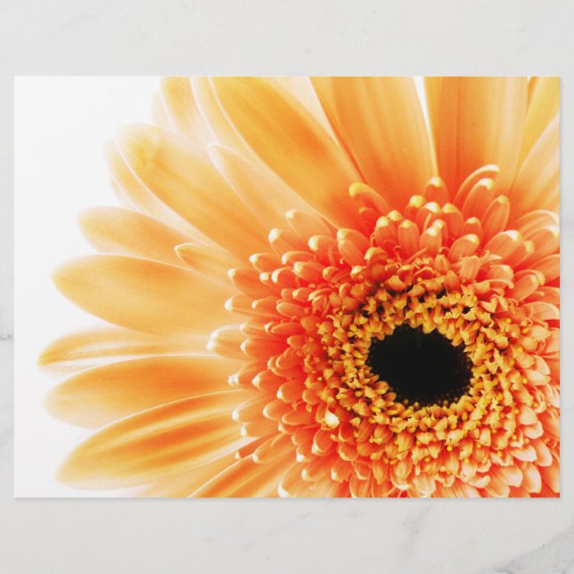 Gerbera (Framsida)