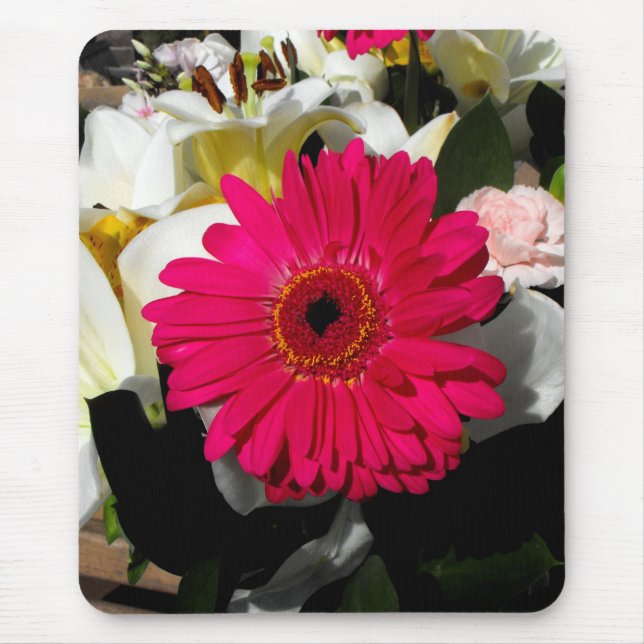 Gerbera-blomma Musmatta (Framsidan)