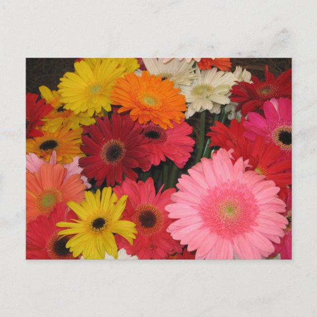 Gerbera blommor vykort (Framsida)
