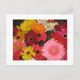 Gerbera blommor vykort
