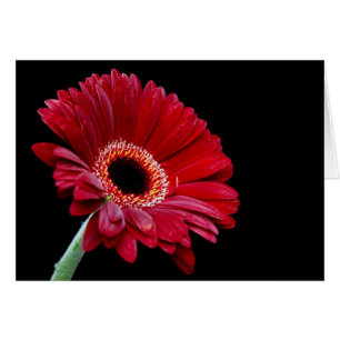 Gerbera Card Hälsningskort