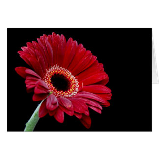 Gerbera Card Hälsningskort