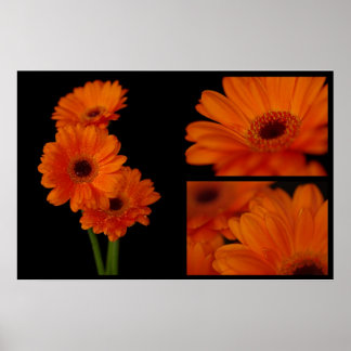 Gerbera collage poster