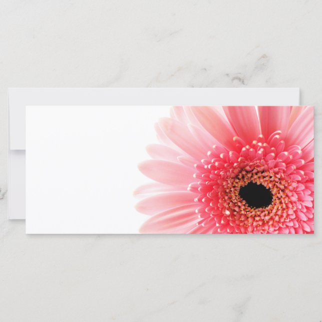 Gerbera Daisy (Framsida)