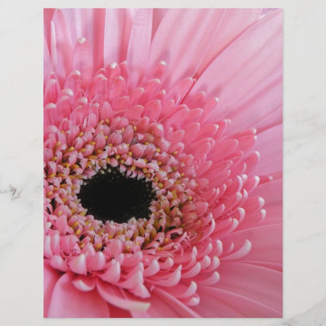 Gerbera Daisy (Framsida)