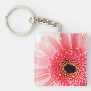 Gerbera Daisy