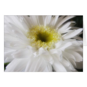 Gerbera Daisy 13 Hälsningskort