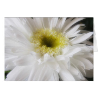 Gerbera Daisy 13 Hälsningskort