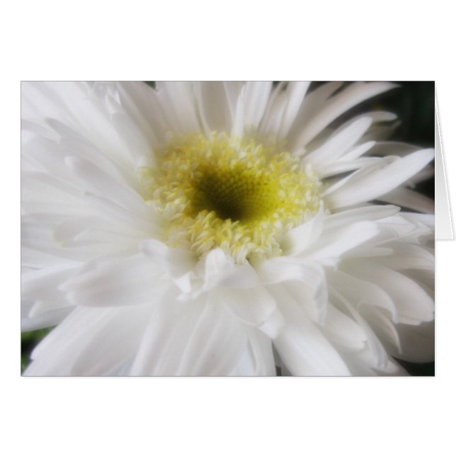Gerbera Daisy 13 Hälsningskort (Framsidan Horizontal)
