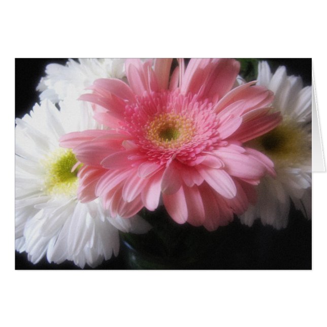 Gerbera Daisy 6 Hälsningskort (Framsidan Horizontal)