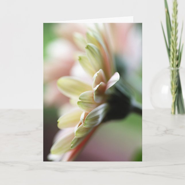 Gerbera Daisy Birthday Card Kort (Framsida)