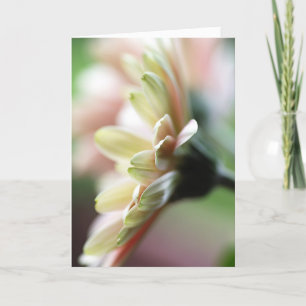 Gerbera Daisy Birthday Card Kort