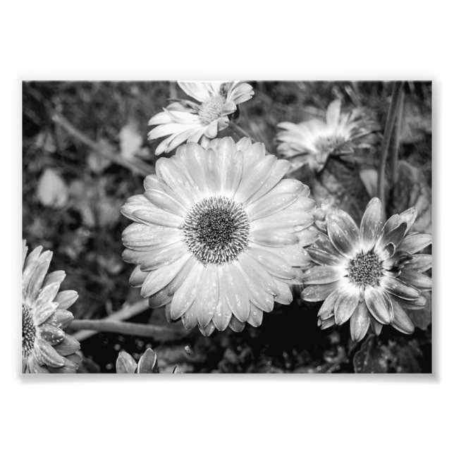 Gerbera Daisy Black & White Photograph Fototryck (Framsidan)
