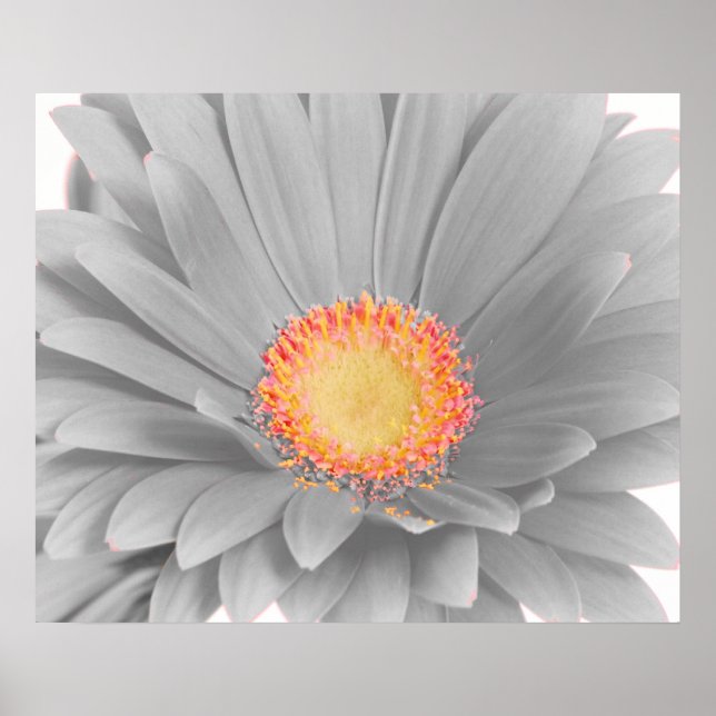Gerbera Daisy Canvas Poster (Framsidan)