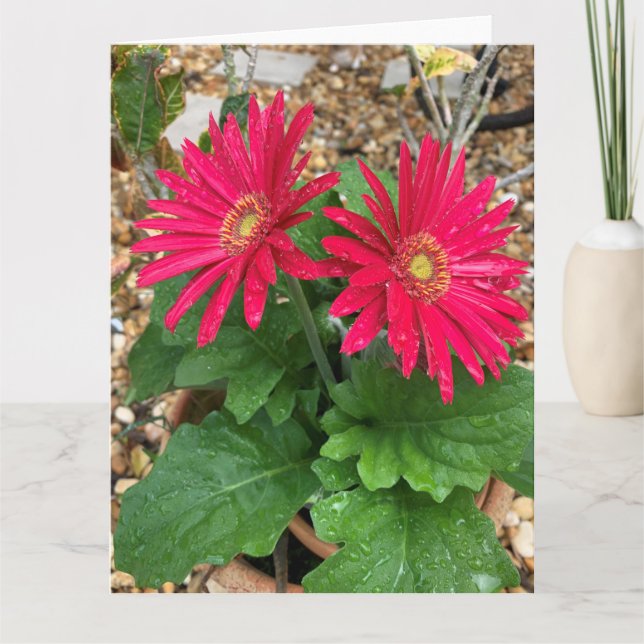 Gerbera Daisy Card Kort (Framsida)