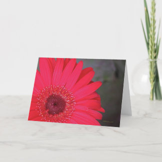 Gerbera Daisy Card Kort