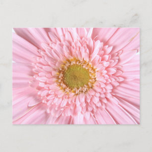 Gerbera Daisy Close-up Photo Postcard Vykort