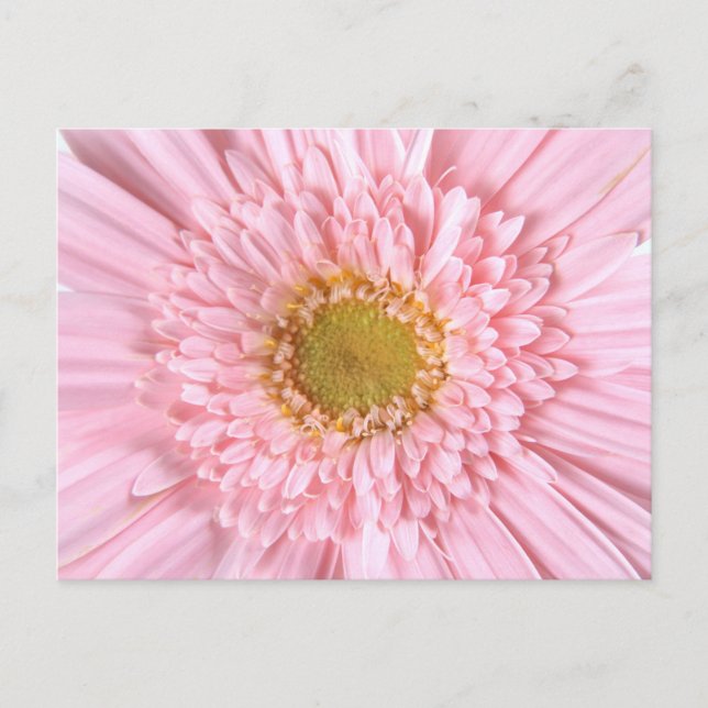 Gerbera Daisy Close-up Photo Postcard Vykort (Framsida)