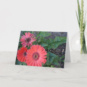 Gerbera Daisy får ett bra kort