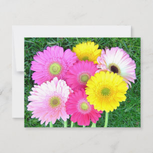 Gerbera Daisy Färg