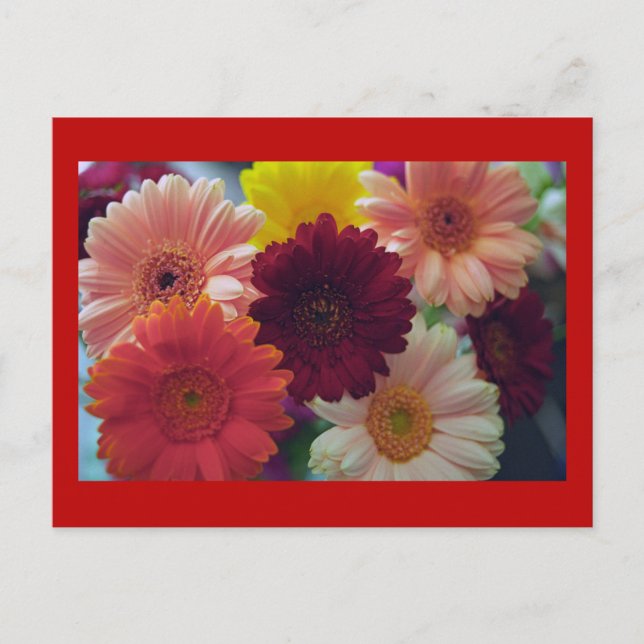 Gerbera Daisy Flower Photo Art Postcard Vykort (Framsida)