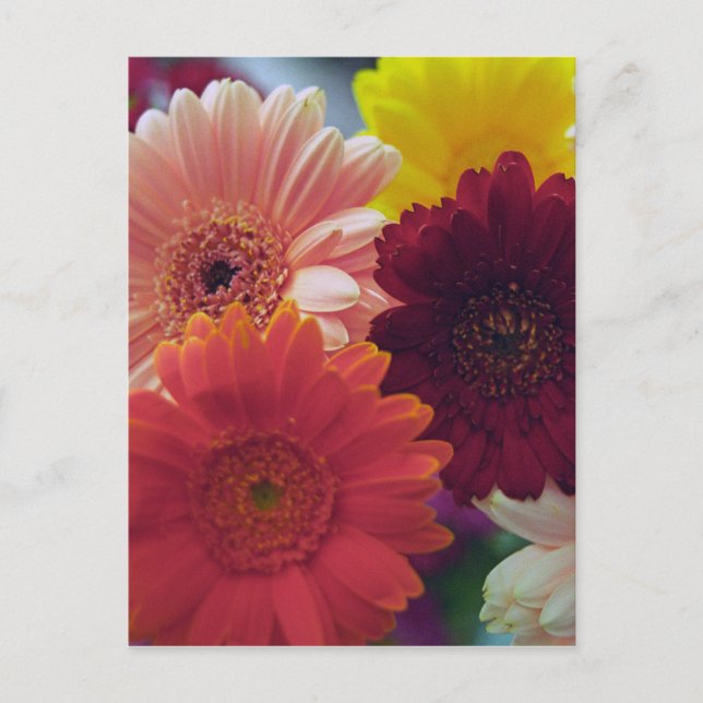 Gerbera Daisy Flower Photo Art Postcard Vykort (Framsida)