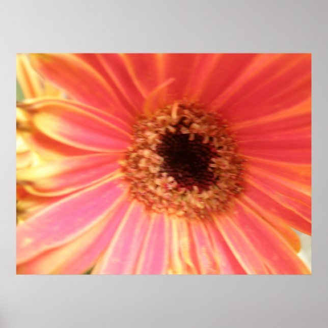 Gerbera Daisy Flower Skriv ut Poster (Framsidan)