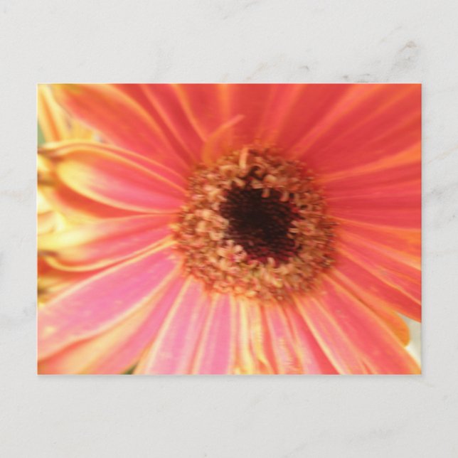 Gerbera Daisy Flower vycard Vykort (Framsida)