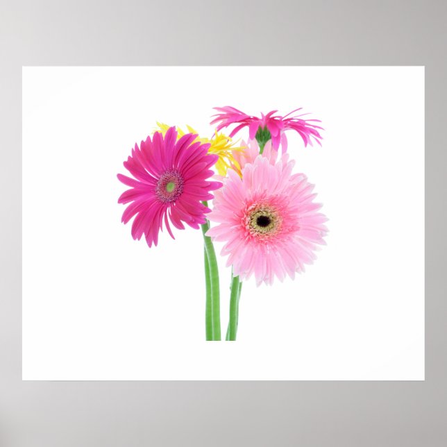 Gerbera Daisy Flowers Poster (Framsidan)
