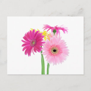 Gerbera Daisy Flowers Vykort