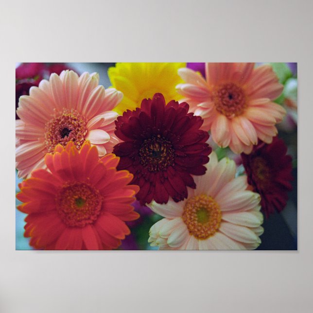 Gerbera Daisy Flowers Wall Art Print Poster (Framsidan)