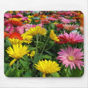 Gerbera Daisy Garden Musmatta
