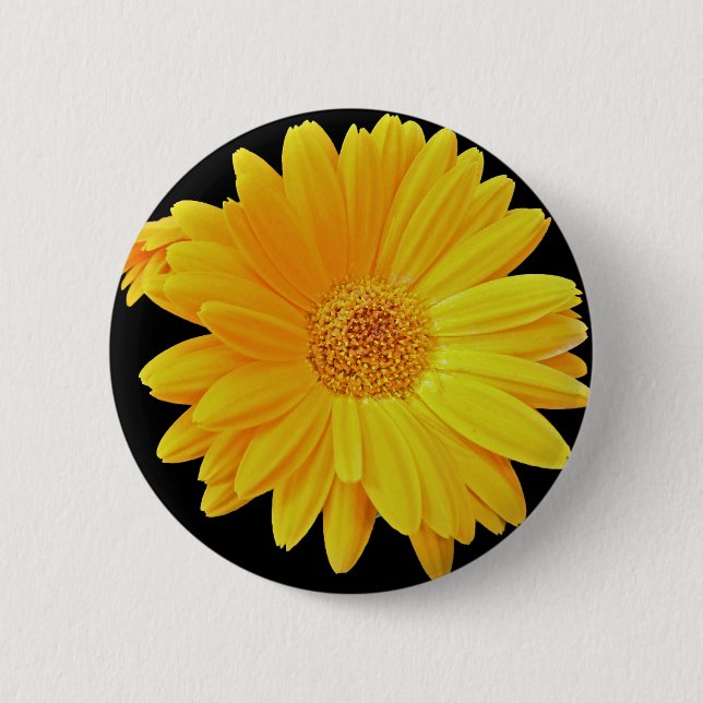 Gerbera Daisy (Gerbera hybrida) - Gult Knapp (Framsida)