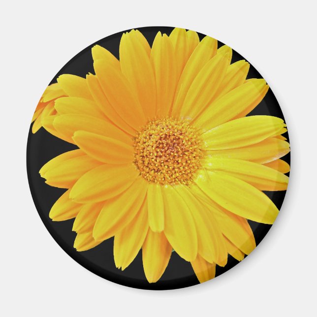 Gerbera Daisy (Gerbera hybrida) - Gult Magnet (Framsidan)