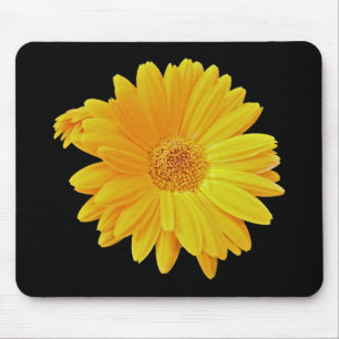 Gerbera Daisy (Gerbera hybrida) - Gult Musmatta
