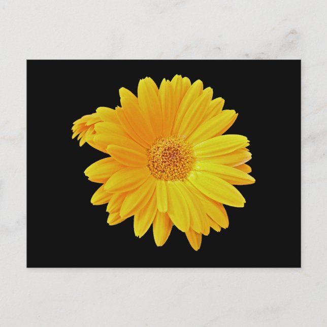 Gerbera Daisy (Gerbera hybrida) - Gult Vykort (Framsida)