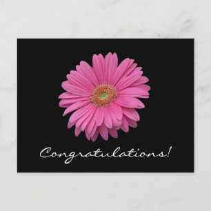 Gerbera Daisy Grattiss vykort