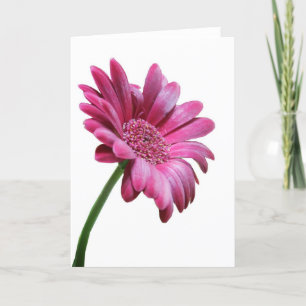 Gerbera Daisy Greeting Card Kort