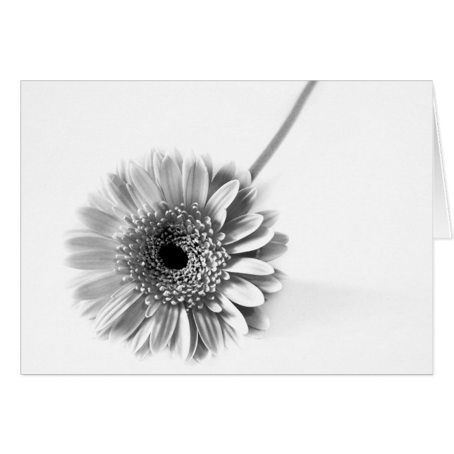 Gerbera Daisy Hälsningskort (Framsidan Horizontal)