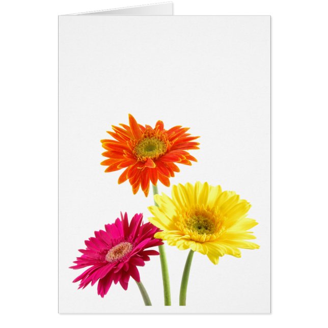 Gerbera Daisy Hälsningskort (Framsidan)