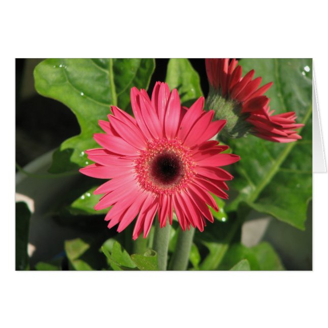 Gerbera Daisy Hälsningskort (Framsidan Horizontal)