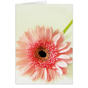Gerbera Daisy Hälsningskort