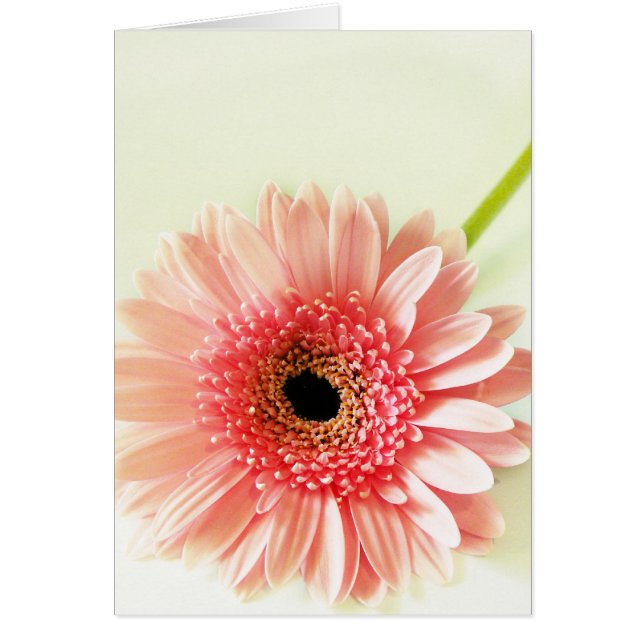Gerbera Daisy Hälsningskort (Framsidan)