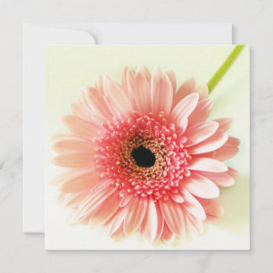Gerbera Daisy Inbjudningar