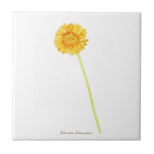 Gerbera daisy kakelplatta