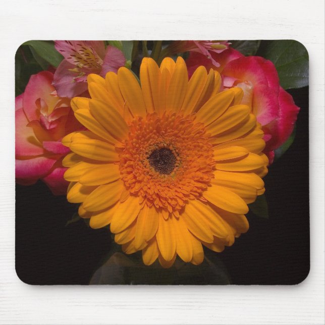 Gerbera Daisy Musmatta (Framsidan)