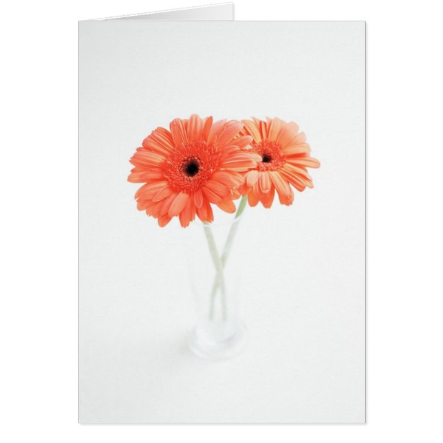 Gerbera Daisy, Orange Hälsningskort (Framsidan)