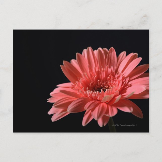 Gerbera daisy på svart bakgrund 3 vykort (Framsida)