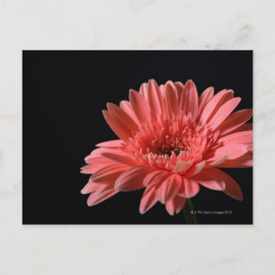 Gerbera daisy på svart bakgrund 3 vykort